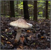 IMGP0107_Amanita_rubescens.JPG