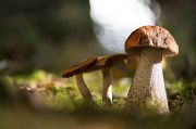 Leccinum_800.jpg