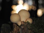 Lycoperdon_perlatum.JPG