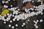 Lycoperdon_pyriforme_.jpeg