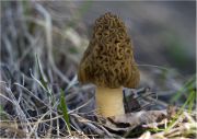 Morchella_esculenta.JPG