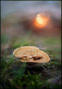 Mushroom33.jpg