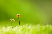 Mushroom_couple.jpg