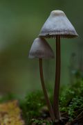 Mycena_inclinata_.jpg