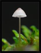 Mycena_sp.jpg