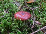Russula-sanguinea.jpg