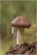 Stropharia_hornemannii_.jpg