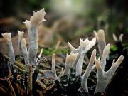 Xylaria_hypoxylon_1149a.jpg