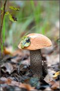 leccinum07.jpg