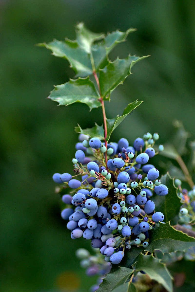 Highbush Blueberry Plant -50 Seeds- High Yielding Blueberries Perennial Bushes e
