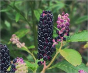 Phytolacca-acinosa.jpg