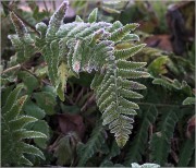 Dryopteris-filix-mas.jpg