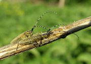 Agapanthia_villosoviridescens_17_.JPG