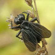 Муха насекомое виды. Породы мух. Мухи средней полосы. Разные породы мух. Крымские мухи маленькие.