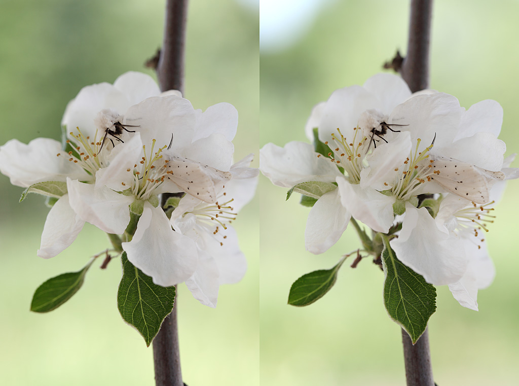 Горизонтальная стереопара. Стереопары девушки. Стереопары картинки 3d. Стереопара сбер. Стереопара картинки.