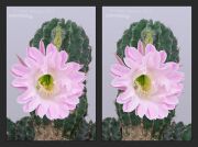 Echinopsis_Stereo.jpg