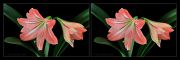 Hippeastrum_21_stereo_small_.jpg
