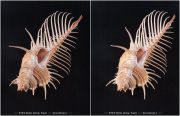 cv-31117-900_M_pecten_1_x_back_.jpg