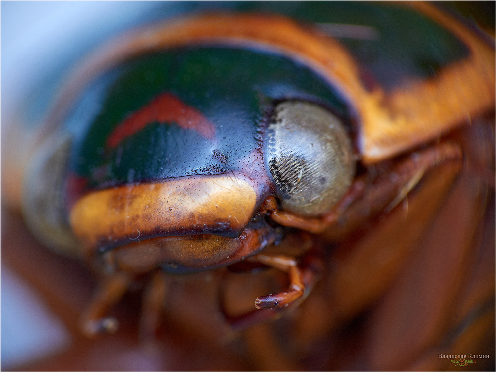 Does my bug look big in this? Incredible super close-up pictures of world's most
