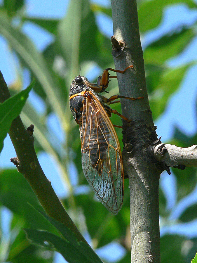 гусеница цикады. цикада в субтропиках. цикады корень. цикады корень. личинка певчей цикады.