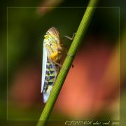 cicada2.jpg