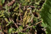 Mantis_20140924-01-1200.jpg