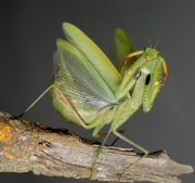 Mantis_religiosa43.jpg