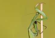 mantis_green_750.jpg