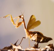mantis_on_gr_3_700.jpg