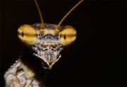 mantis_portrait.jpg