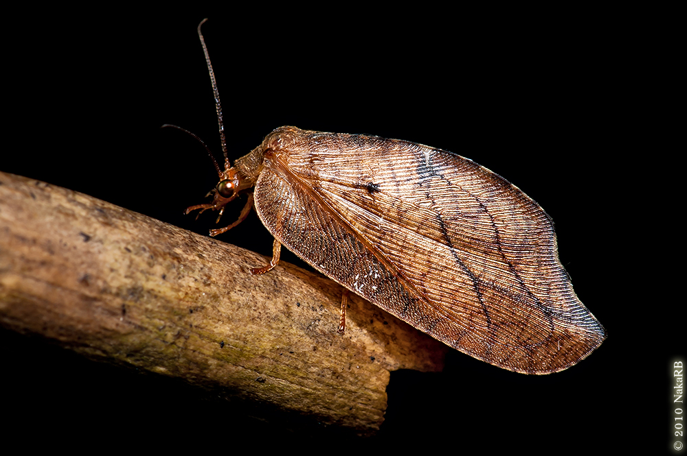 Маленькие летучие мыши рыжие. Листовидный кузнечик. Листокрыл широкомордый. Длиннохохлый складчатогуб. Листокрыл широкомордый.