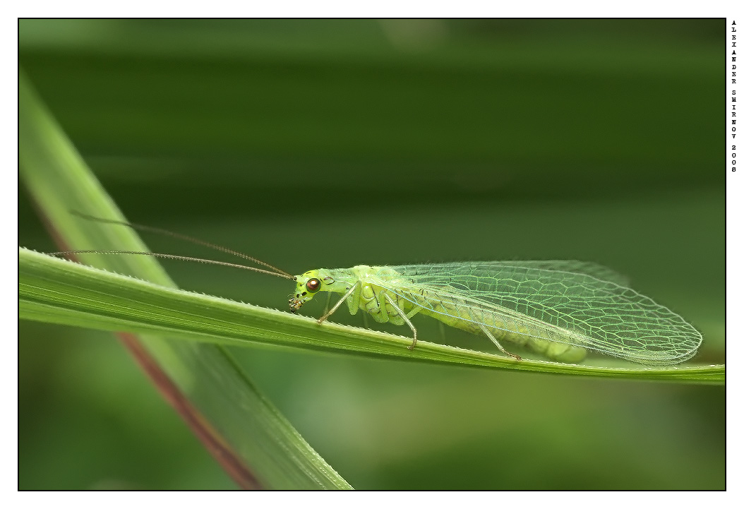 Муха златоглазка. Кузнечик тетигония зеленый. Летающий кузнечик. Мошка златоглазка. Зеленые летающие насекомые.
