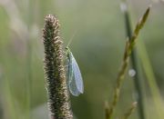 IMG_4715r.jpg