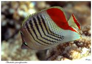 Chaetodon_paucifasciatus_.jpg