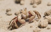 borrowing-crab-1504.jpg