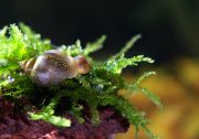 Snail_on_PeacockMoss_6615_web.jpg