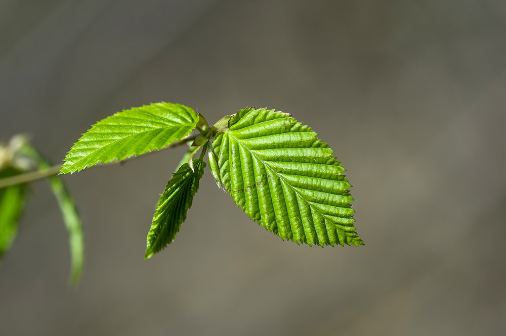 Семена Граб европейский (Carpinus betulus), 20 штук - купить в интернет-магазине