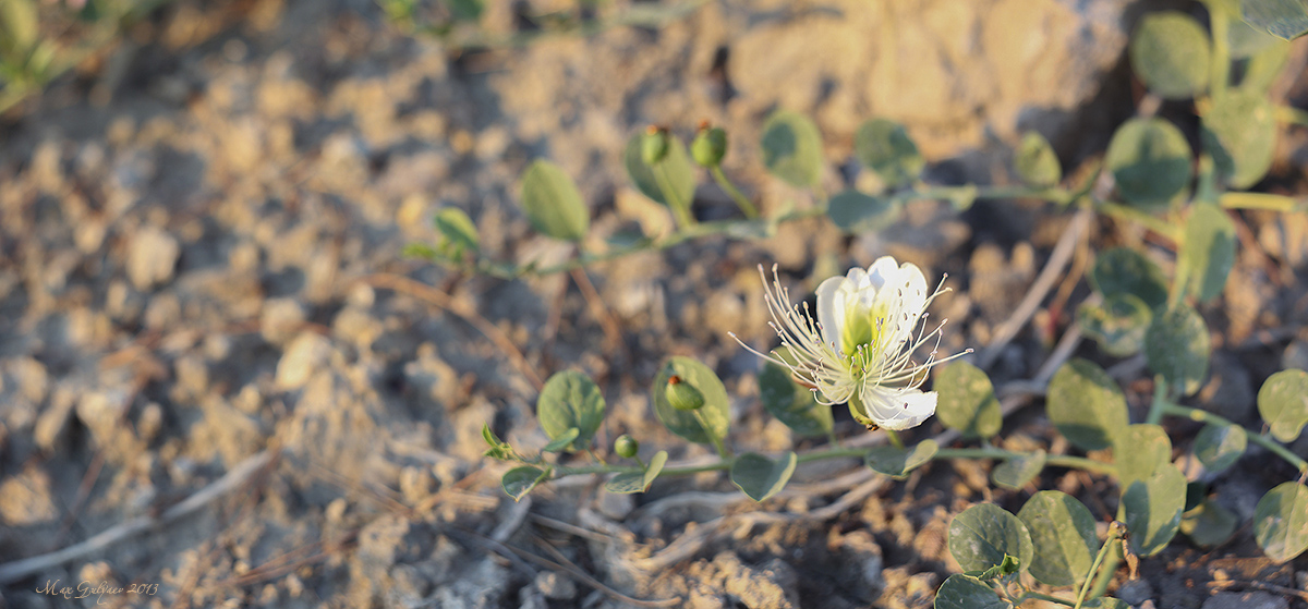 Capparis herbacea - Image of an specimen - Plantarium