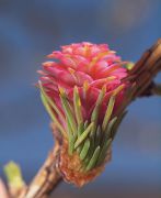 0284_Larch.jpg