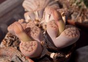 696_Lithops_Terricolor.jpg