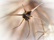 Allium_Gladiator_2017-09-09_12-27-59_2.jpg