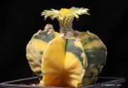 Astrophytum-myriostigma-nudum-variegated_1000pcs.jpg