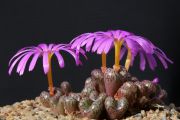 Conophytum_luckhoffii_900pcs.jpg