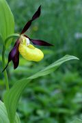 Cypripedium-calceolus_6.jpg