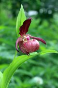 Cypripedium-ventricosum_6.jpg