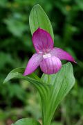 Cypripedium_macranthon_4.jpg