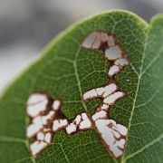 DSC02619c1.jpg