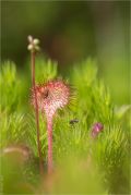Drosera_rotundifolia_L35.jpg