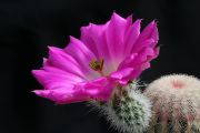 Echinocereus_rigidissimus_1000pcs.jpg