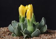 Faucaria_bosscheana_haagei_1000pcs.jpg